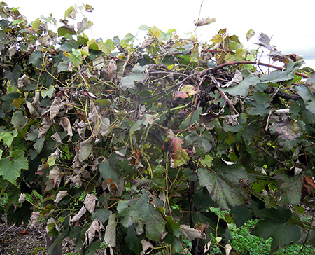 Downy mildew on grapes